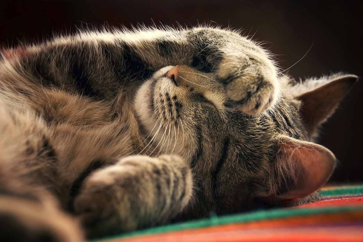 chat